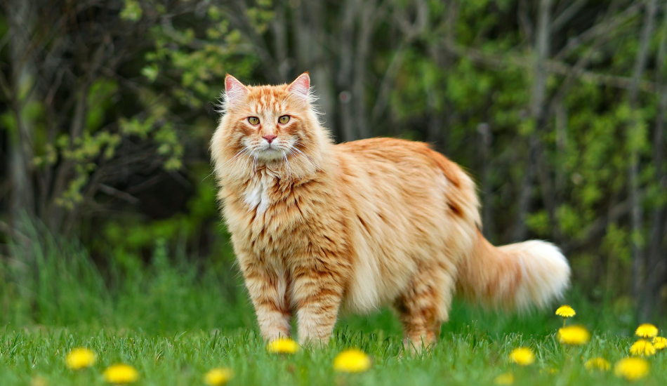 Maine Coon